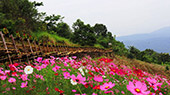 Chiang Mai Atmosphere