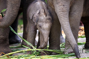 Funny with your elephant : JC Tour Chiangmai