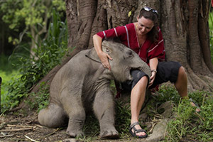 Funny with your elephant : JC Tour Chiangmai