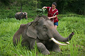 Ride your elephant as bareback, practice how to get up and down from elephant : JC Tour Chiangmai