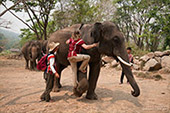 Ride your elephant as bareback, practice how to get up and down from elephant : JC Tour Chiangmai