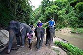 Ride your elephant as bareback, practice how to get up and down from elephant : JC Tour Chiangmai