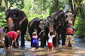 Elephant bath at the waterfall, and having safari picnic lunch : JC Tour Chiangmai