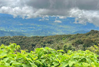 Hiking and Discovery Doi Inthanon