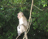 Chiang Down jungle river