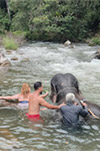 One Day Elephant Learning