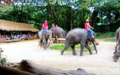 Elephant Safari and Long Neck : JC Tour