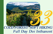 Cold Forest: Soft Hiking