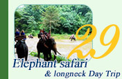 Elephant Safari and Long Neck Hill Tribe