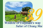 Wildlife of Elephant way