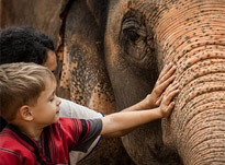 elephant care