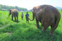 Wildlife of Elephant way