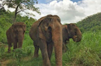 Wildlife of Elephant way