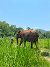 Wildlife of Elephant way